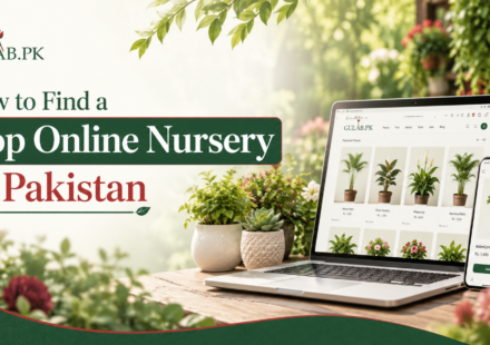 How to Find a Top Online Nursery in Pakistan